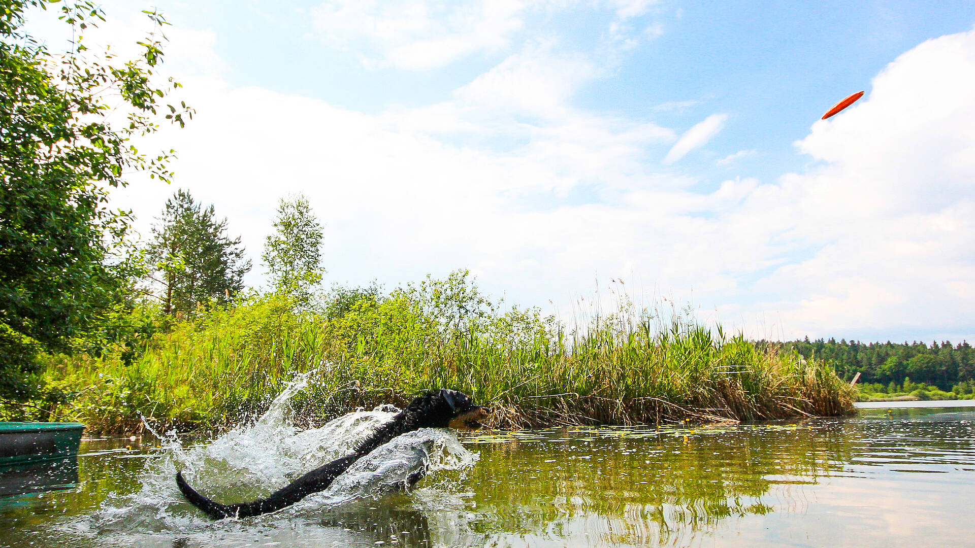 Baden mit Hund in Südkärnten