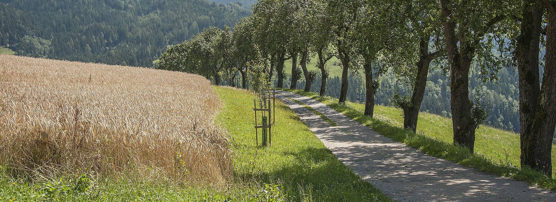Wandern in Klein St. Paul in Mittelkärnten