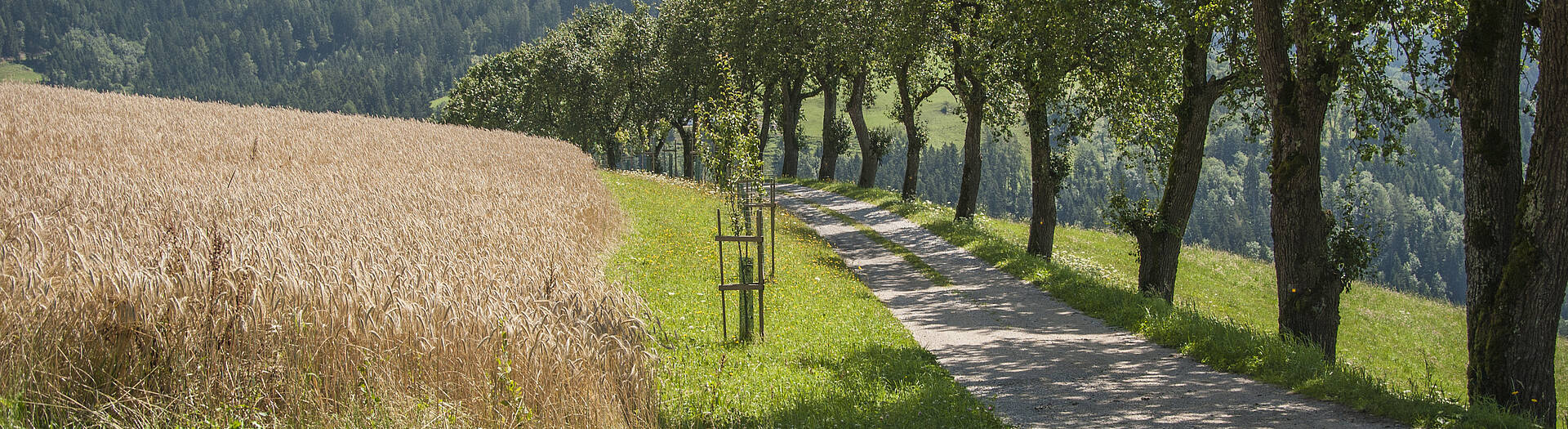 Wandern in Klein St. Paul in Mittelkärnten