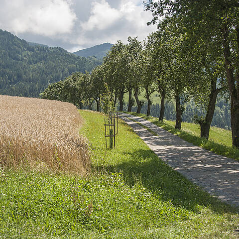 Wandern in Klein St. Paul in Mittelkärnten