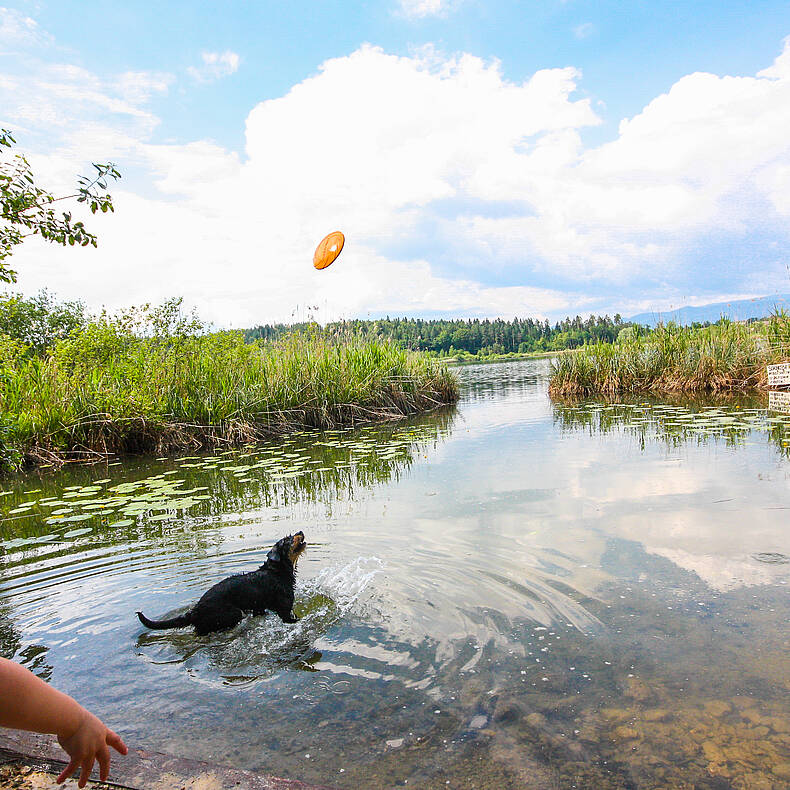 Baden mit Hund am Klopeiner See