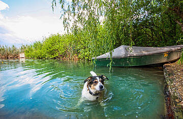 Baden mit Hund am Klopeiner See