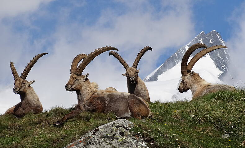 Steinböcke in Heiligenblut am Großglockner