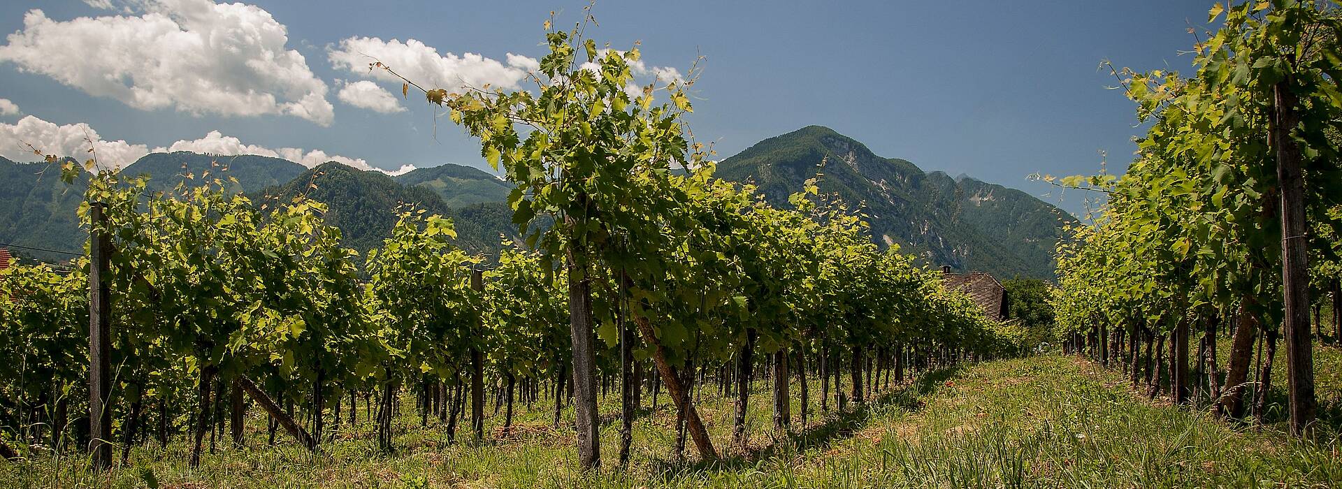 Weinberg in der Gemeinde Sittersdorf in Südkärnten Klopeiner See