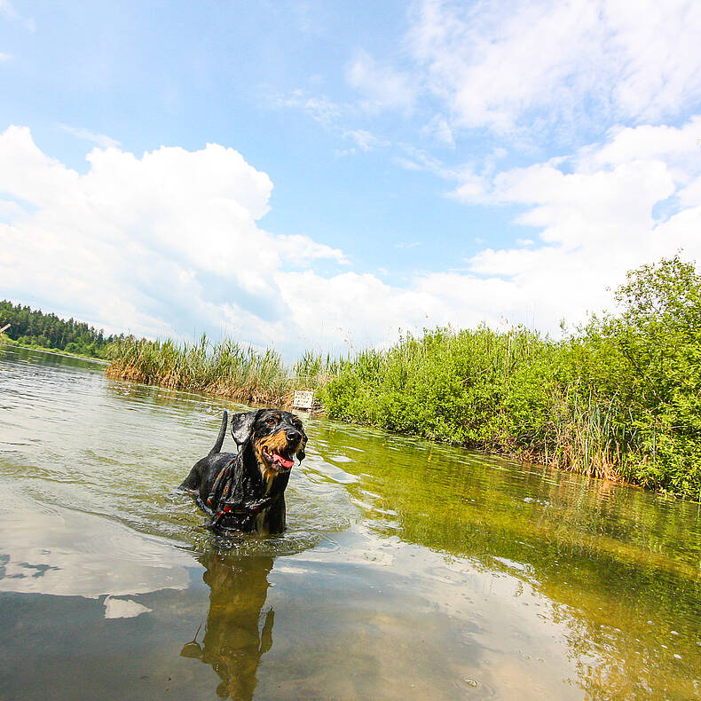 Baden mit Hund am Klopeiner See