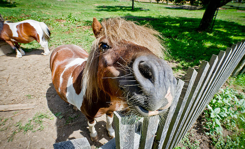 Liendl Bauernhof Pony