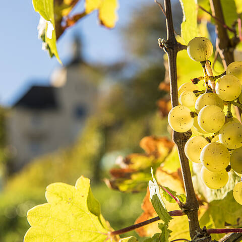 Kulinarik im Lavanttal_Wein