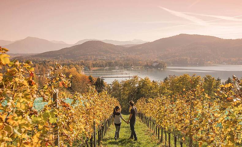 Weinberg am Woerthersee im Herbst