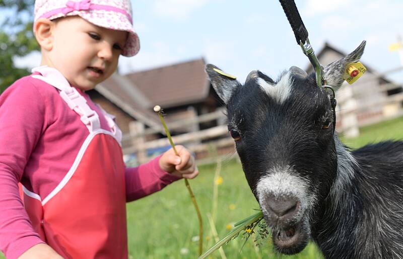 Urlaub am Bauernhof Ottingerhof